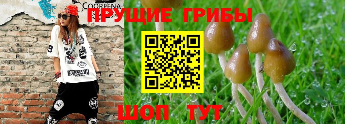 Курчатов  Псилоцибиновые грибы Psilocybe  Вход с VPN  Галлюциногенные грибы мухоморы 
